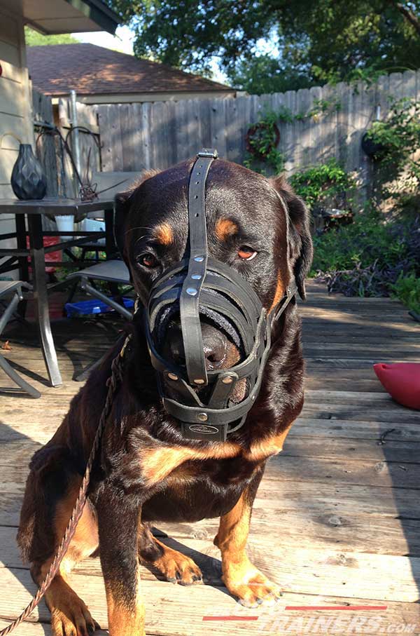 Padded inside with felt Rotty muzzle