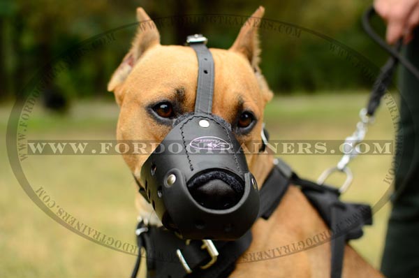 Anti-barking leather Pitbull muzzle for training