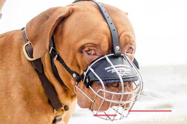 Wire cage muzzle air ventilated for Dogue-de-Bordeaux