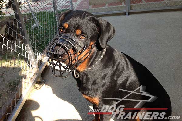 Wire cage muzzle for winter walking