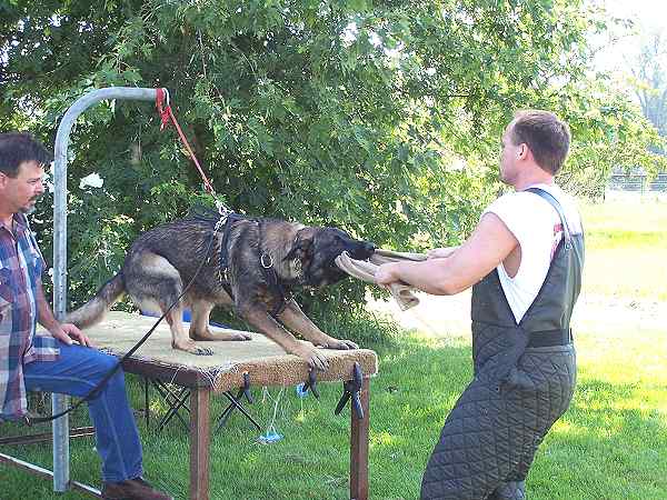 Dog bite rag for prey drive training - TE11_1 - Click Image to Close