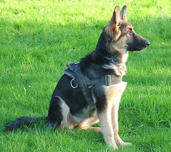Kira wearing our All Weather Nylon Large Breed Dog Harness for Tracking/Pulling Designed to fit German Shepherd