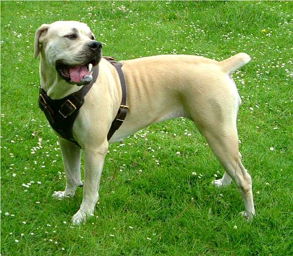 Agitation / Protection / Attack Leather Dog Harness Perfect For Your African Boerboel H1