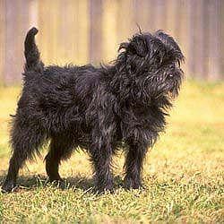 Affenpinscher Wire Basket Dog Muzzles Size Chart - Affenpinscher muzzle