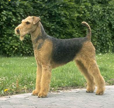 Airedale Terrier Wire Basket Dog Muzzles Size Chart - Airedale Terrier muzzle