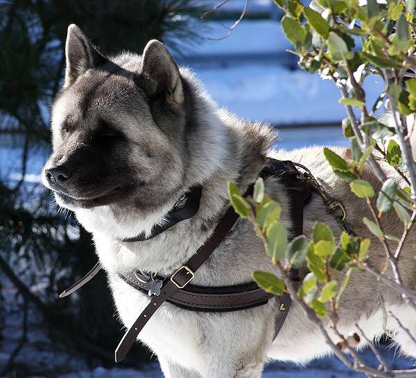 Kochece wearing our exclusive Tracking / Pulling / Agitation Leather Dog Harness For Akita H5