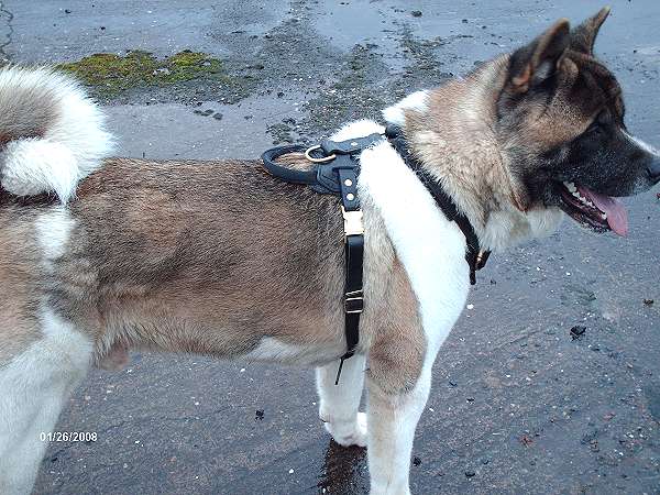 Professional Agitation Training Leather Dog Harness - Adjustable and Felt Padded