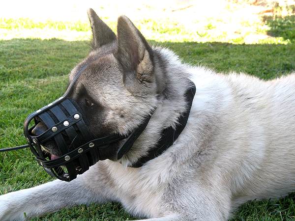 Everyday Light Weight Super Ventilation Akita muzzle - product code M41