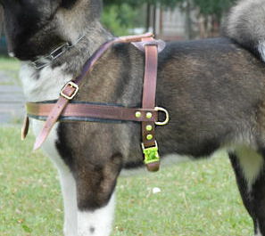 Alaskan Malamute Tracking /Pulling Leather Dog Harness