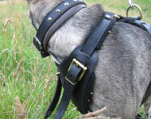 Kenzo appreciated new Agitation / Protection / Attack Leather Dog Harness