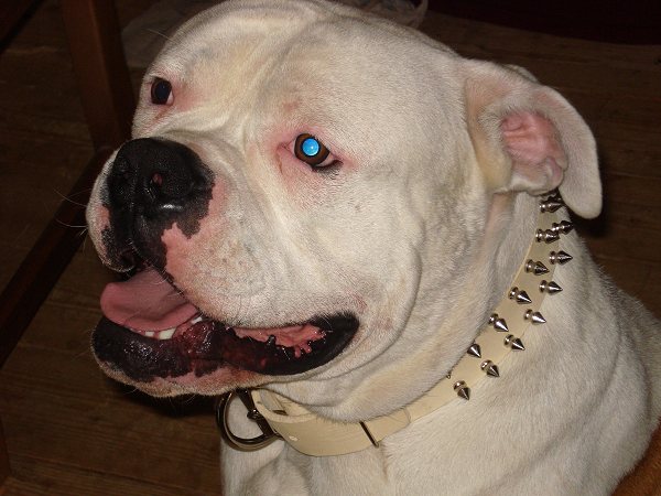 American bulldog outlet collars