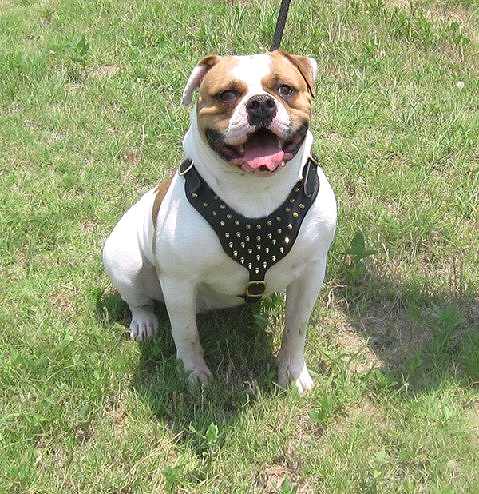 Lonestar Baby wearing our Spiked Walking dog harness made of leather And Created To Fit American Bulldog and similar breeds - pr - Click Image to Close