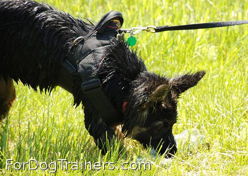 Anna got herself All Weather Extra Strong Nylon Harness - H6