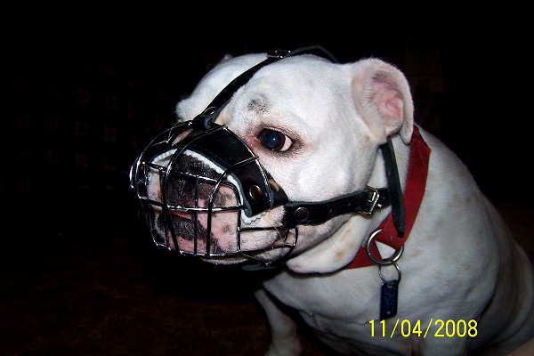 Annie wearing our exclusive Basket Wire Dog Muzzle Light For English Bulldog- R2 - M4light