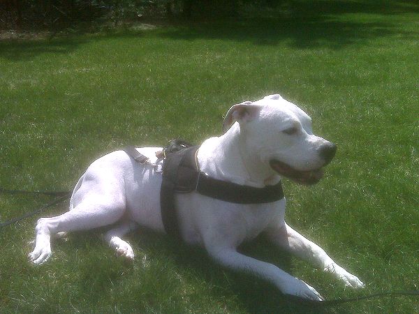 Annie wearing our exclusive weather dog harness for tracking / pulling Designed to fit American Bulldog- H6