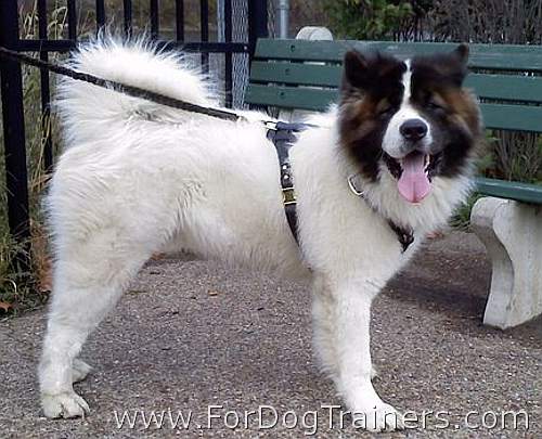 Akita Axels enjoys his new Tracking / Walking dog harness made of leather - H3