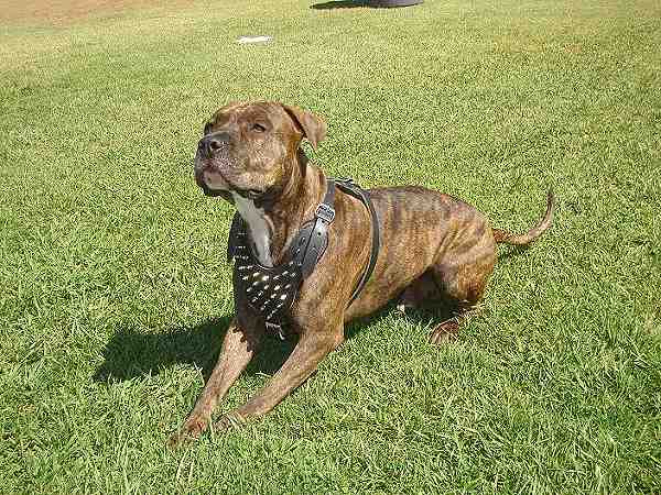 Spiked Walking dog harness made of leather And Created To Fit American-PitBull-Terrier and similar breeds - product code H9