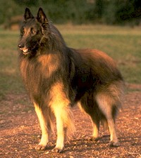 Belgian Shepherd Tervuren Wire Basket Dog Muzzles Size Chart - Belgian Shepherd Tervuren muzzle - Click Image to Close