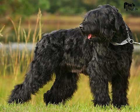 Black Russian Terrier Wire Basket Dog Muzzles Size Chart - Black Russian Terrier muzzle - Click Image to Close