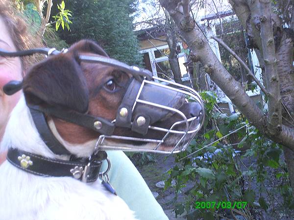 Gorgeous Bodie wearing our Wire Basket Dog Muzzles Size Chart - M4light