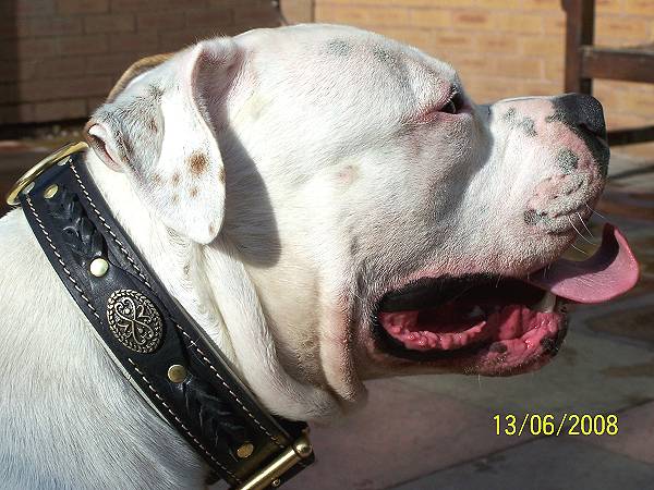 Boomer looks great in our Royal Nappa Padded Hand Made Leather Dog Collar - Fashion Exclusive Design - code C43