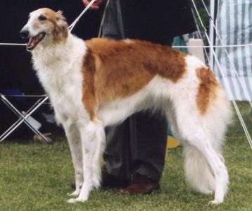 Borzoi Wire Basket Dog Muzzles Size Chart - Borzoi muzzle - Click Image to Close