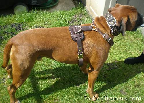 Boxer Barney wearing his new Tracking / Walking dog harness made of leather - H3