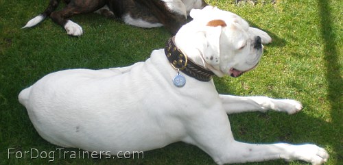 Boxer George looking Gorgeous in our Wide 2 Ply Leather Dog Collar - Fashion Exclusive Design