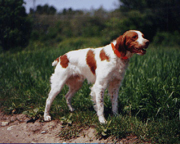 Brittany Spaniel Wire Basket Dog Muzzles Size Chart - Brittany Spaniel muzzle