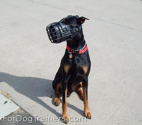 Buddy is fun to play with in new wire dog muzzle