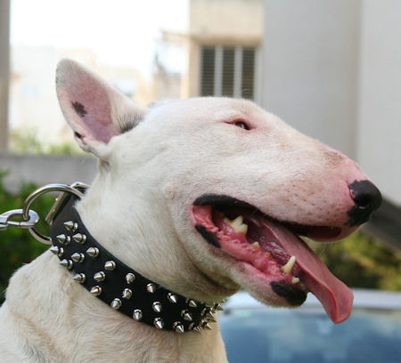 Bull Terrier 3 Rows Leather Spiked Dog Collar -S44