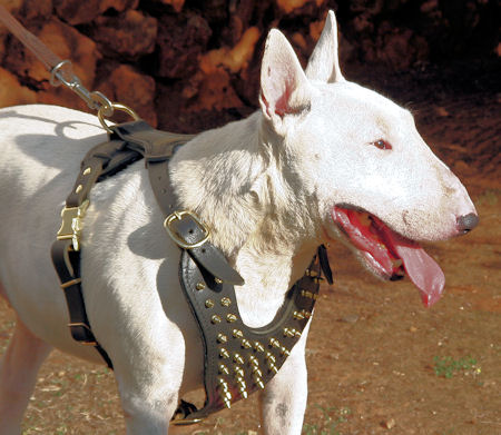 Spiked Walking dog harness made of leather And Created To Fit Bull Terrier and similar breeds - product code H9