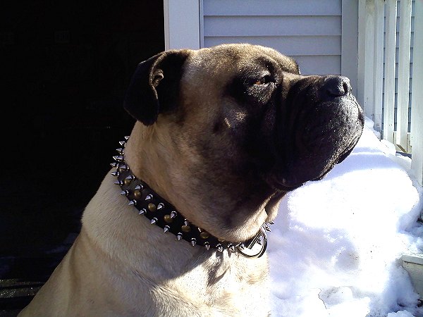 Hooch wearing our exclusive - 3 Rows Leather Spiked and Studded Dog Collar -S55 - Click Image to Close