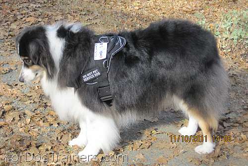 Carly Australian Shepherd wearing our All Weather Extra Strong Nylon Harness - H6