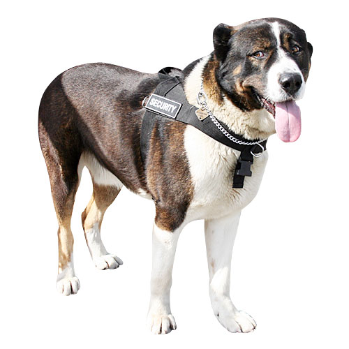 Everyday all weather dog harness for Caucasian Shepherd - Click Image to Close