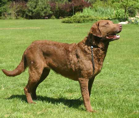 Chesapeake Bay Retriever Wire Basket Dog Muzzles Size Chart - Chesapeake Bay Retriever muzzle