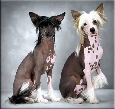 Chinese Crested (hairless) Wire Basket Dog Muzzles Size Chart - Chinese Crested (hairless) muzzle - Click Image to Close