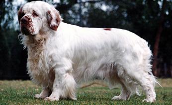 Clumber Spaniel Wire Basket Dog Muzzles Size Chart - Clumber Spaniel muzzle