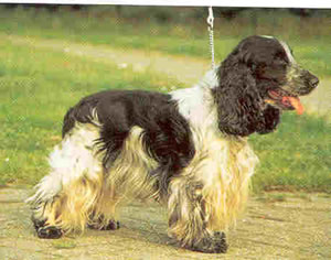 Cocker Spaniel Wire Basket Dog Muzzles Size Chart - Cocker Spaniel muzzle