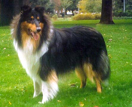 Rough Collie Wire Basket Dog Muzzles Size Chart - Rough Collie muzzle - Click Image to Close