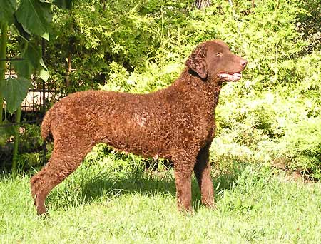 Curly-Coated Retriever Wire Basket Dog Muzzles Size Chart - Curly-Coated Retriever muzzle - Click Image to Close