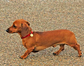 Dachshund Wire Basket Dog Muzzles Size Chart - Dachshund muzzle