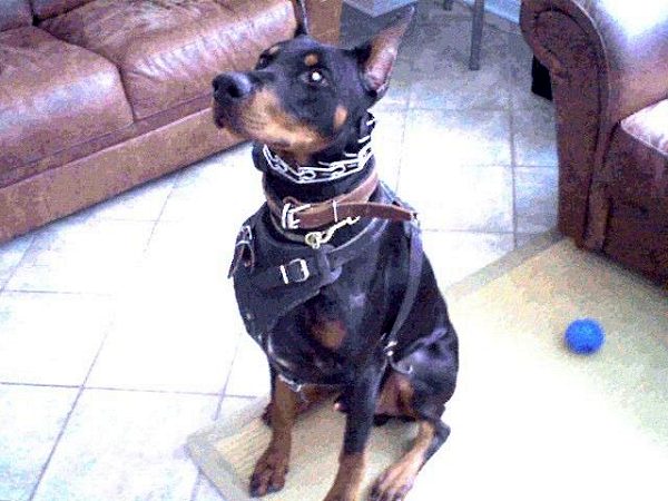 Agitation / Protection / Attack Leather Dog Harness - H1_8