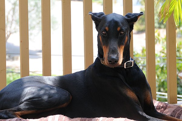 Wide Leather Dog Collar with Identification Tag