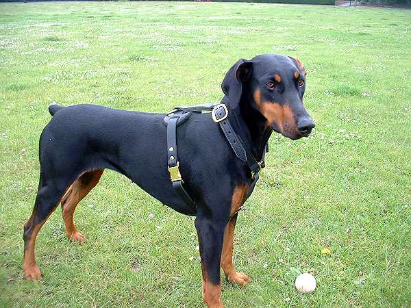 Great looking Doberman wearing our Luxury handcrafted leather dog harness H7_1