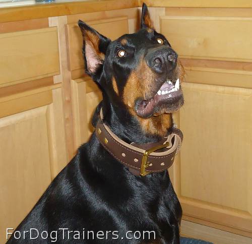 Gorgeous Doberman wearing our 2 ply leather agitation dog collar-C33NH_3