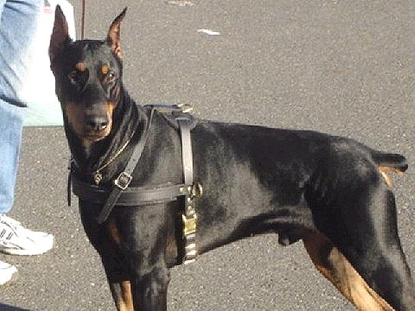 Tracking / Pulling / Agitation Leather Dog Harness For Doberman