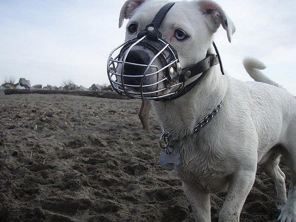 Mateo wearing our exclusive Wire Basket Dog Muzzles Size Chart - M4light