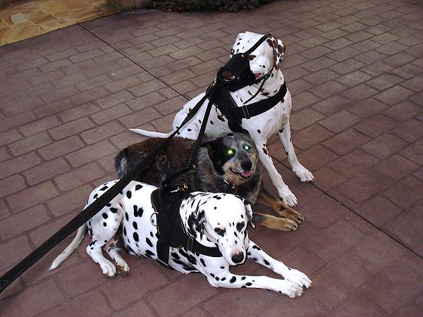 All Weather Nylon dog harness for tracking / walking Designed to fit Dalmatian - H6 - Click Image to Close