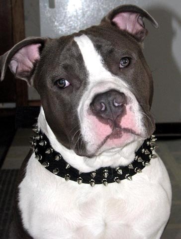 Dozer wearing our exclusive Black Nylon Spiked Dog Collar - SN33